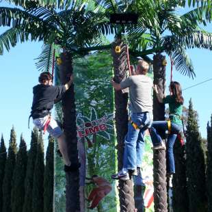 Coconut Tree Climb